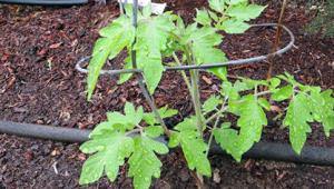 Чем подкормить помидоры после высадки в грунт: виды удобрений и правила внесения