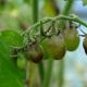 Как бороться с фитофторой на помидорах: симптомы, причины и способы лечения Фитофтороз на помидорах признаки и лечение