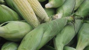 Как хранить початки кукурузы в домашних условиях