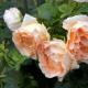 Polka Rose Enzyklopädie der Rosen