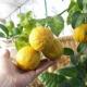 Lišće limuna opada - razlozi i postupak