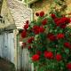 Hegymászó rózsa - ültetés és gondozás nyílt terepen, tippek és ajánlások Mászó halszálkás rózsa