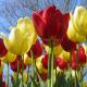 Kako prodati lale Iskustvo prodaje tulipana 8. marta