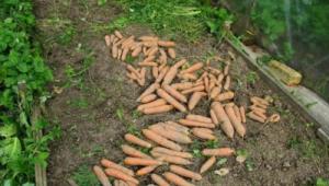 Geheimnisse der richtigen Karottenernte
