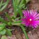Delosperma: Anbau und Pflege von Stardust-Blumen