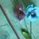 DIY foamiran virágok: a teremtés szakaszai a bazsarózsa példaként