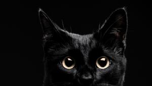 Šta znači ako sanjate crnu mačku?