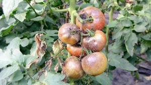 Mogući razlozi zašto zeleni paradajz pocrne - bolesti biljaka, lečenje Kako zaštititi paradajz od pocrnjenja