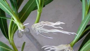 Sobni oleander - njega biljaka kod kuće, temperatura, osvjetljenje, zalijevanje