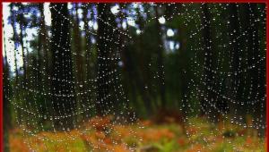 Spinnweben – alle Zeichen, die mit dem Spinnennetz in Verbindung gebracht werden. Es gibt viele Spinnweben im Wald, Anzeichen dafür.