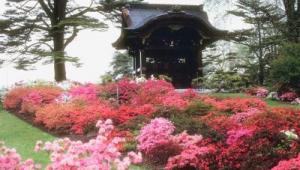 Rhododendron – eine wunderschöne Fantasie der Natur