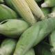 Как хранить початки кукурузы в домашних условиях