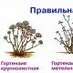 Kako pripremiti hortenzije za zimu i osigurati bujno cvjetanje ljeti