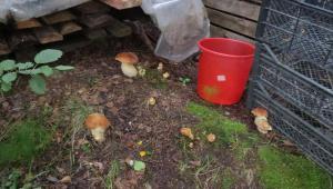 Как вырастить лесные грибы на участке Как происходит размножение грибов